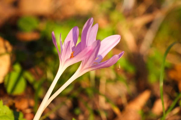 Otoño Crocus Floreciendo Otoño Púrpura Flor —  Fotos de Stock