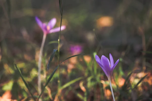 Otoño Crocus Floreciendo Otoño Púrpura Flor —  Fotos de Stock