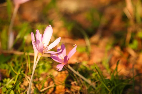 Otoño Crocus Floreciendo Otoño Púrpura Flor —  Fotos de Stock