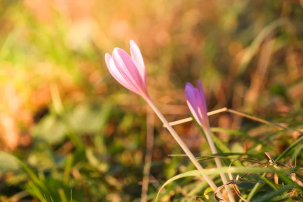 Herbst Krokus Blüht Herbst Lila Blume — Stockfoto