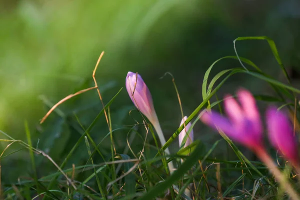 Otoño Crocus Floreciendo Otoño Púrpura Flor —  Fotos de Stock