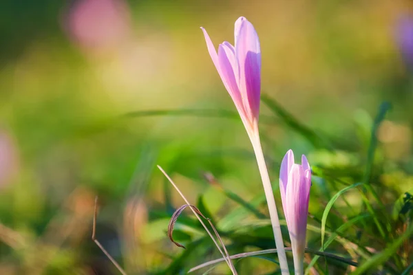 Herbst Krokus Blüht Herbst Lila Blume — Stockfoto