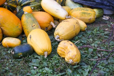 Sonbahar kabak kazık rustik arka plan 