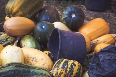 Sonbahar kabak kazık rustik arka plan 