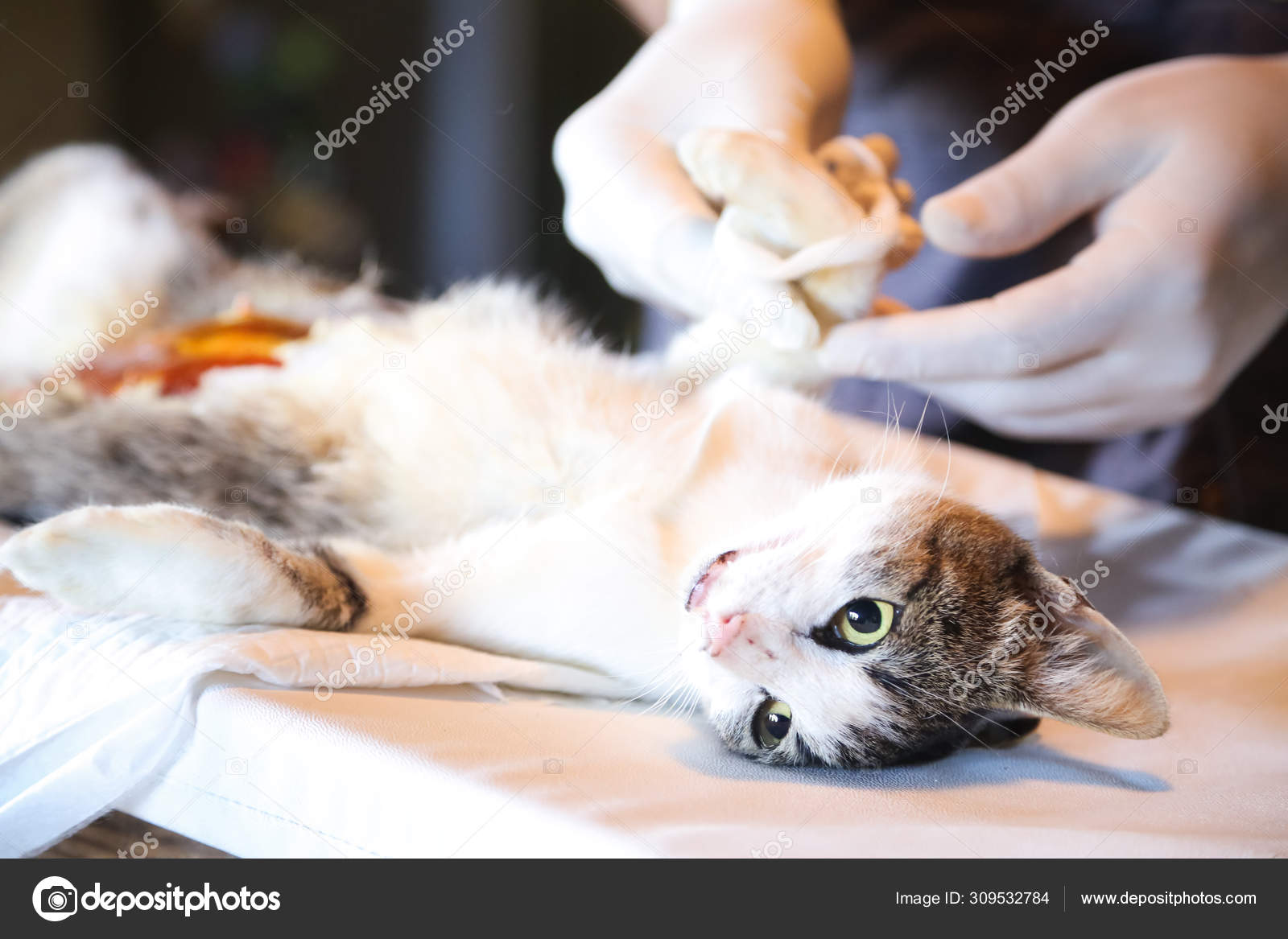 Prepare Cat Sterilization Spay Neuter Campaign — Stock Photo