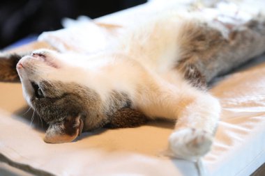 Sterilizasyon için bir kedi hazırlayın. Spay ve kısırkampanya 