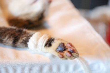Sterilizasyon için bir kedi hazırlayın. Spay ve kısırkampanya 