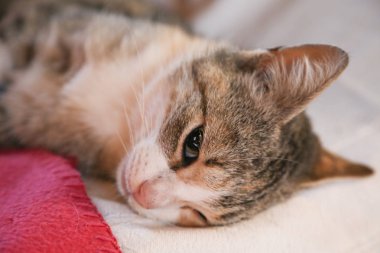 Sterilizasyon için bir kedi hazırlayın. Spay ve kısırkampanya 