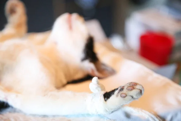 Sterilizasyon için bir kedi hazırlayın. Spay ve kısırkampanya 