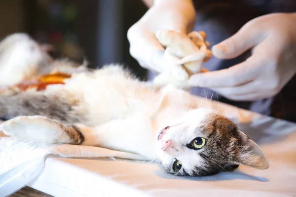 Sterilizasyon için bir kedi hazırlayın. Spay ve kısırkampanya 