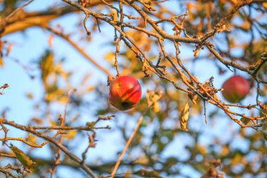 Bir dal üzerinde Sonbahar kırmızı elma