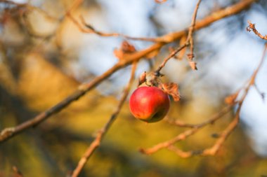 Bir dal üzerinde Sonbahar kırmızı elma