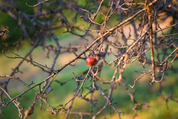 Herbstlicher Roter Apfel Einem Zweig — Stockfoto