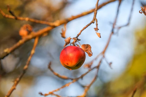 Autumn Red Apple Branch — Stock Photo, Image