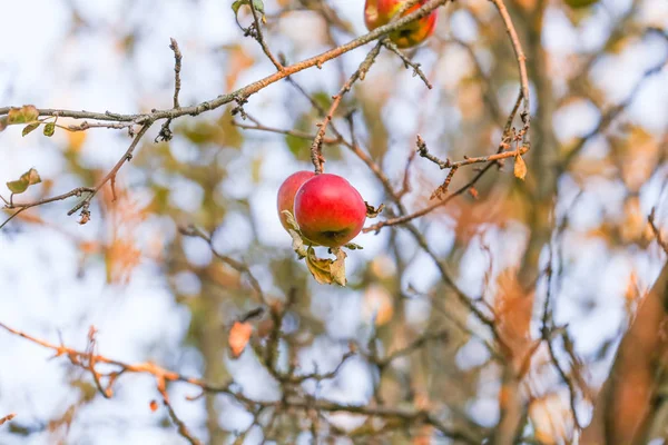 Höst Rött Äpple Filial — Stockfoto