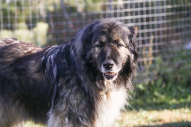 Kafkas Çoban sadık bekçi Köpek