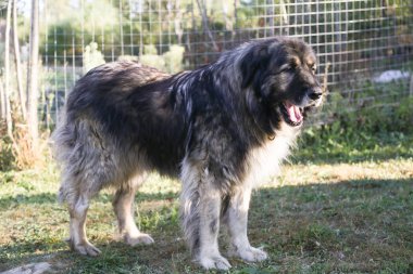 Kafkas Çoban sadık bekçi Köpek