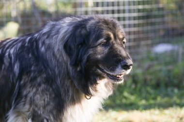 Kafkas Çoban sadık bekçi Köpek