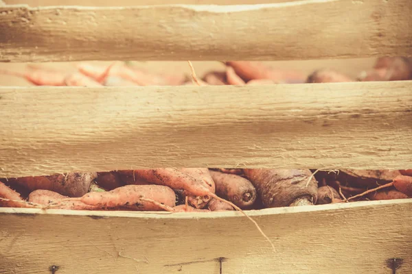 Morötter Trälåda För Vinterförvaring — Stockfoto