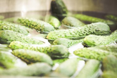 Sirkede Salatalık Turşusu Hazırlama 