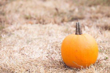 Kabak hasat farklı türleri 