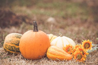 Kabak hasat farklı türleri 