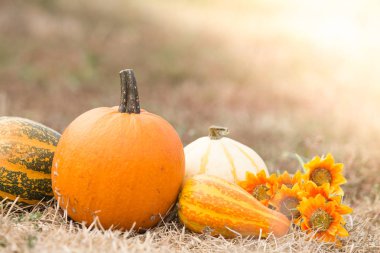 Kabak hasat farklı türleri 