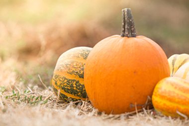 Kabak hasat farklı türleri 