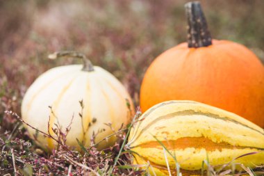 Kabak hasat farklı türleri 