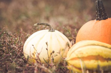 Kabak hasat farklı türleri 