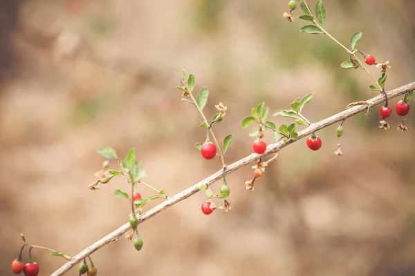 Φθινόπωρο Κόκκινα Φρούτα Goji Ένα Κλαδί — Φωτογραφία Αρχείου