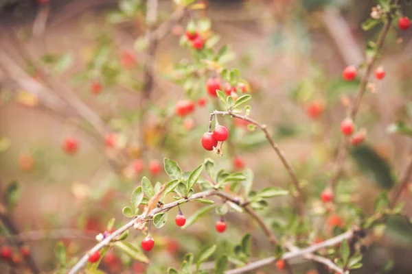 Outono Frutas Goji Vermelhas Ramo — Fotografia de Stock