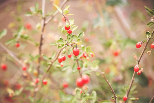 Outono Frutas Goji Vermelhas Ramo — Fotografia de Stock