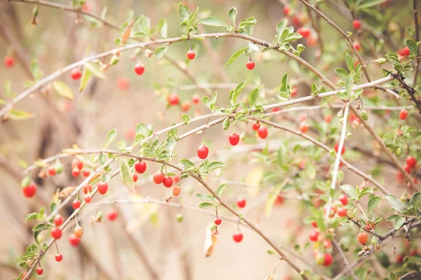 Fruits Goji Rouge Automne Sur Une Branche — Photo