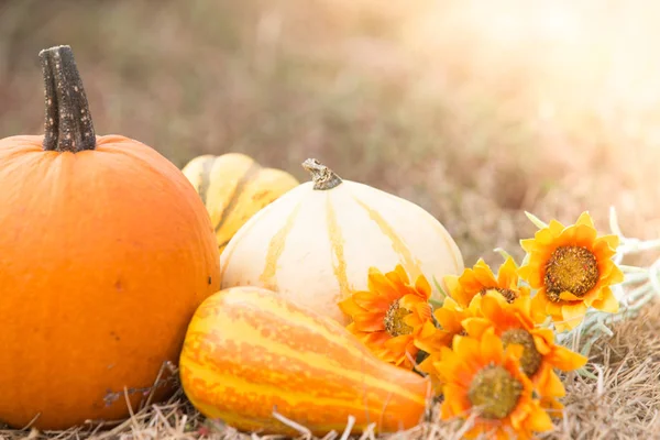 Kabak hasat farklı türleri 