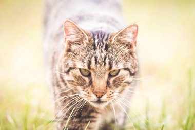 Sonbaharda kuru ot tabby kedi 