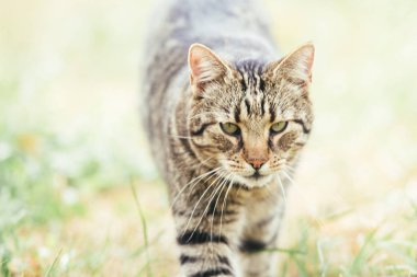 Sonbaharda kuru ot tabby kedi 