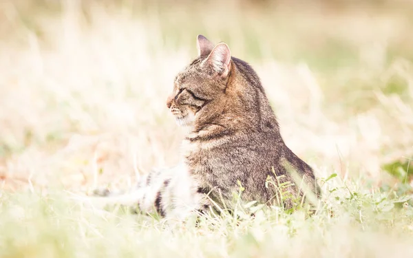 Tabby Gato Outono Grama Seca — Fotografia de Stock