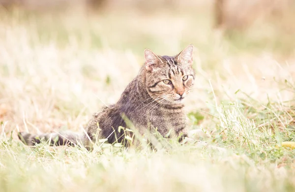 Tabby Katze Herbst Trockenes Gras — Stockfoto
