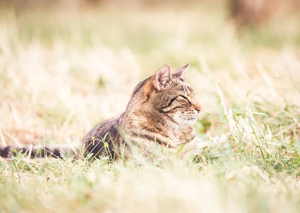 Tabby Gato Outono Grama Seca — Fotografia de Stock