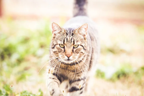 Tabby Gato Outono Grama Seca — Fotografia de Stock