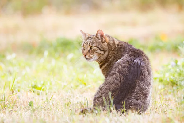 秋の乾燥した草の中のタビー猫 — ストック写真