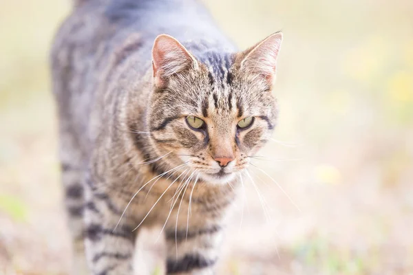 Tabby Katze Herbst Trockenes Gras — Stockfoto