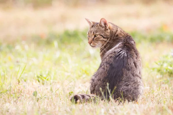 Кіт Таббі Осінній Сухій Траві — стокове фото