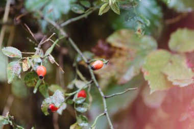 Yağmurlu sonbahar gününde kuşburnu kırmızı meyveler