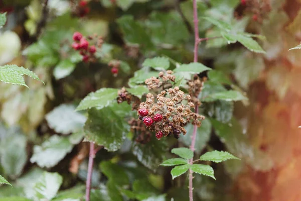 Frambozen Fruit Een Regenachtige Herfst Dag — Stockfoto