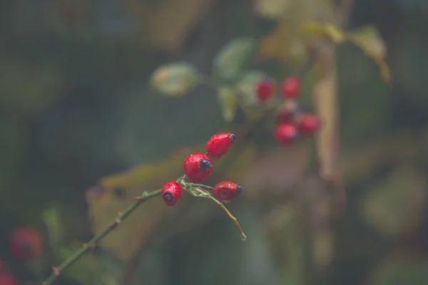 Rosehip Frutos Vermelhos Dia Outono Chuvoso — Fotografia de Stock