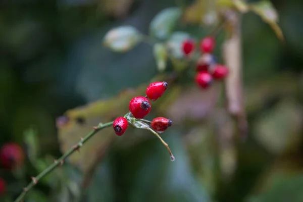 Красные Плоды Шиповника Дождливый Осенний День — стоковое фото