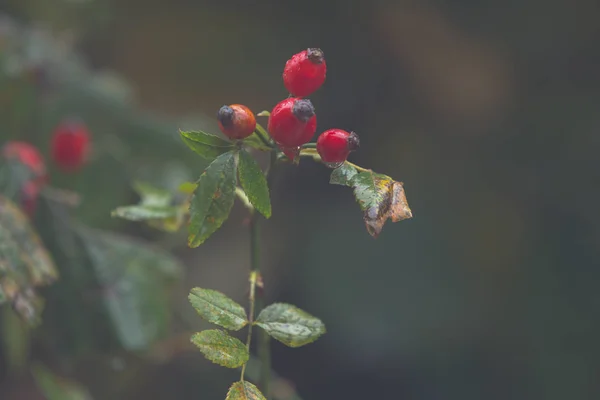 Csipkebogyó Piros Gyümölcsök Esős Őszi Napon — Stock Fotó