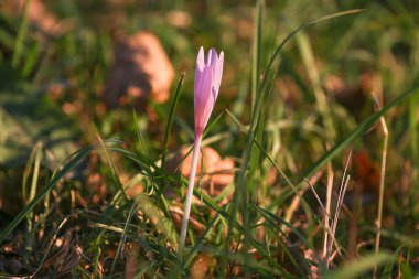 Sonbahar çiğdem mor çiçek arka plan 